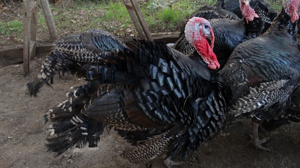 Vând curcani  de carne