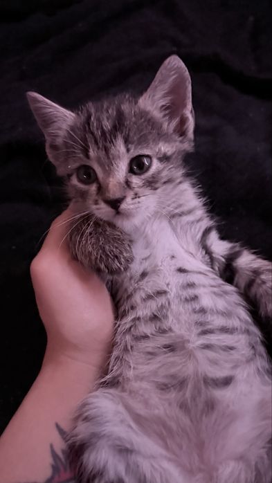 Котята, мальчик и девочка (8 недель)