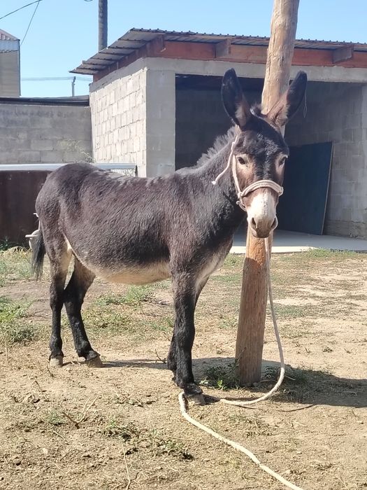 Продаётся Ишаккк