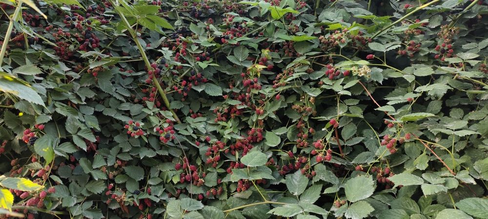 Ежемалина,малина