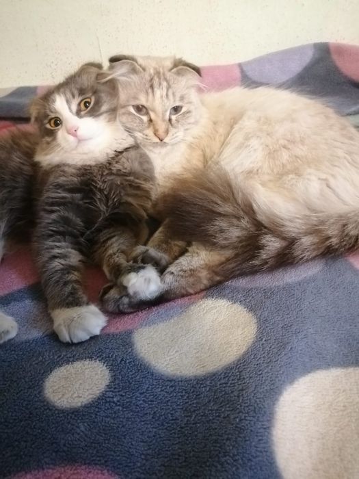 Вислоухии котенок бесплатно