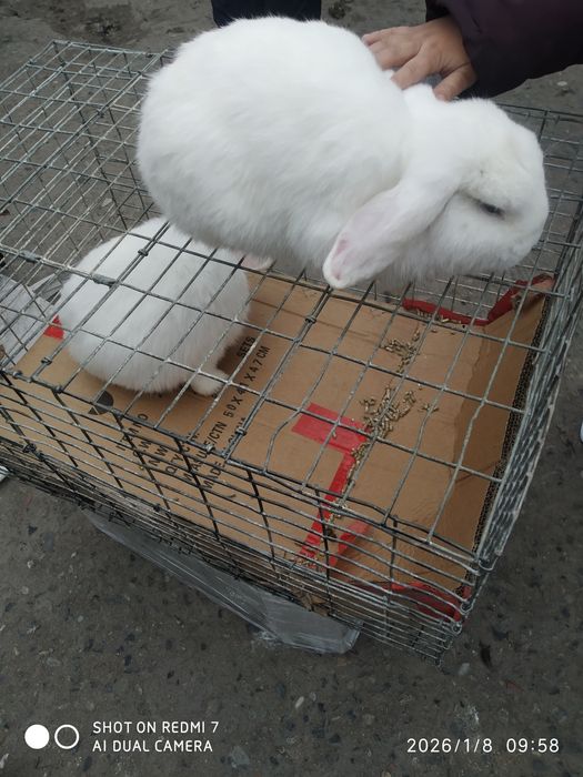 Baran Karli zoti toza