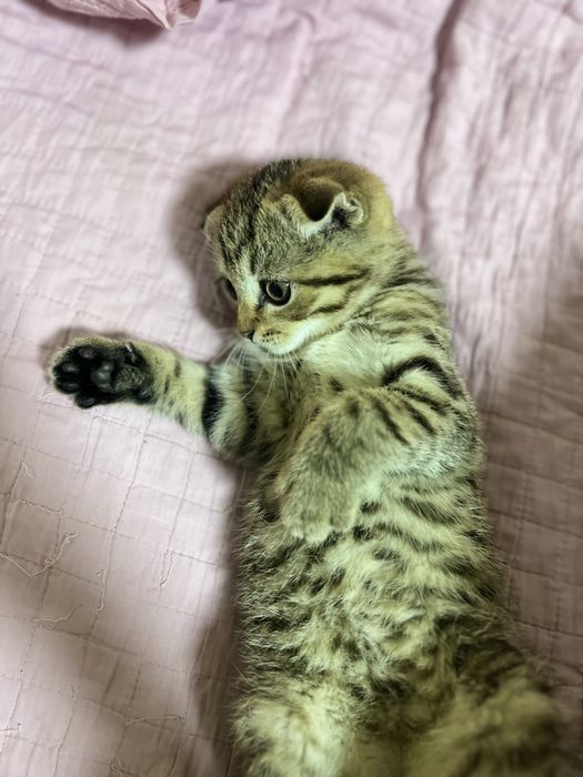 Котенок домашний