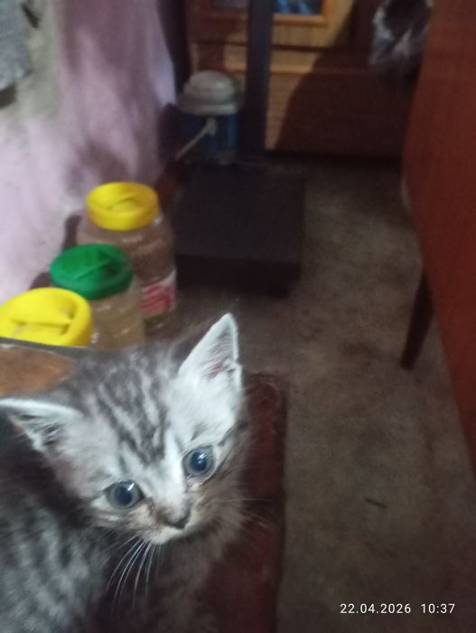 Британские котята