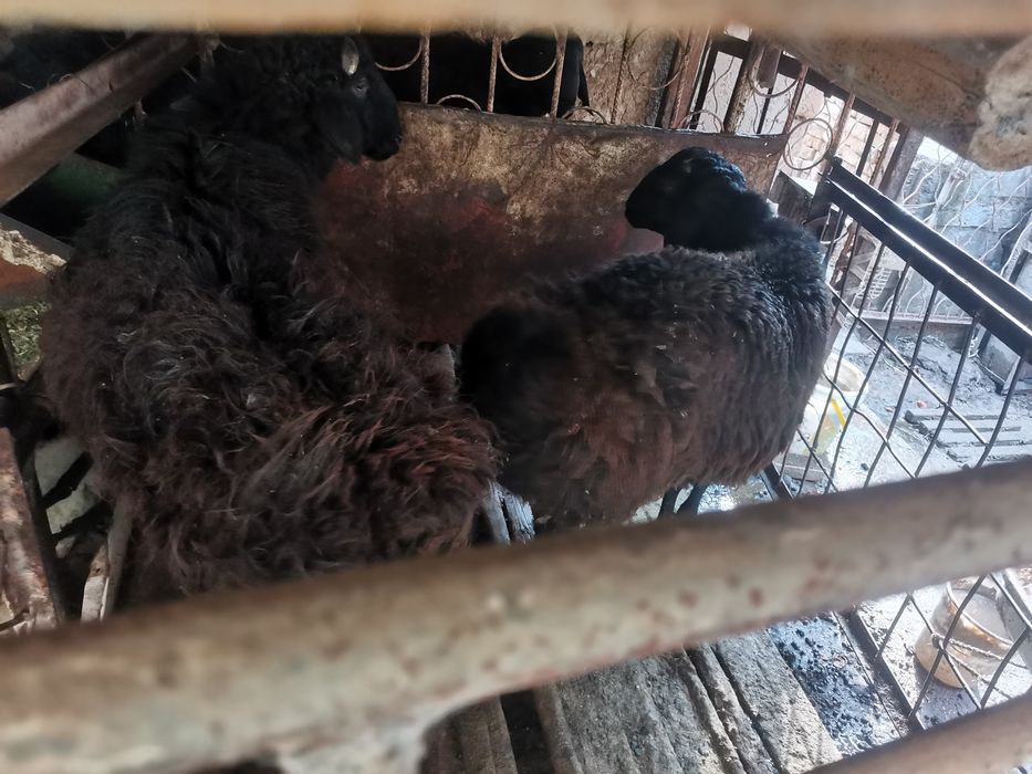 Кучкорлар сотилади