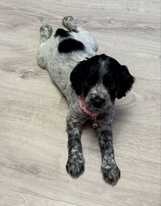 Спаниель Русский охотничий