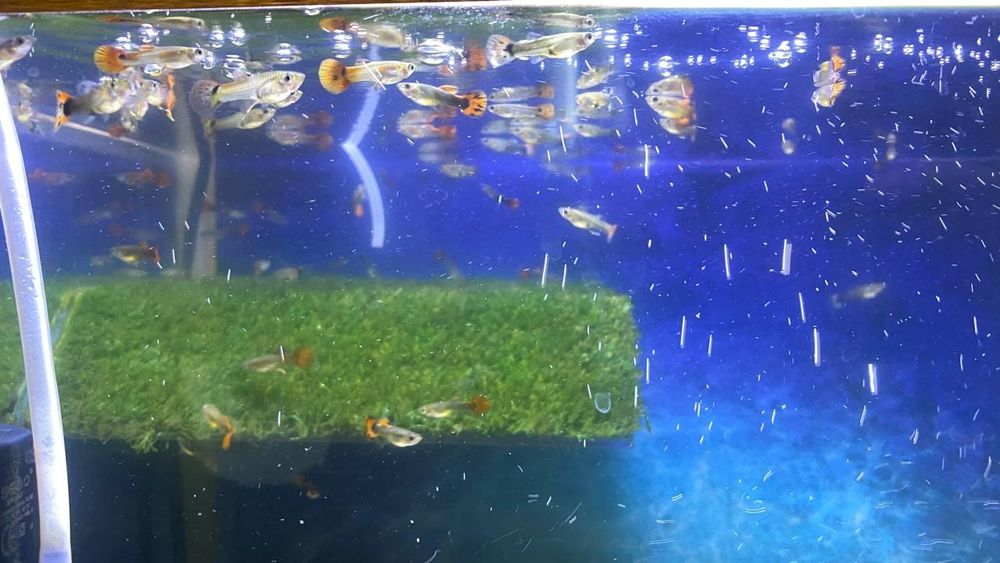 Рыбки гуппи разных окрасов