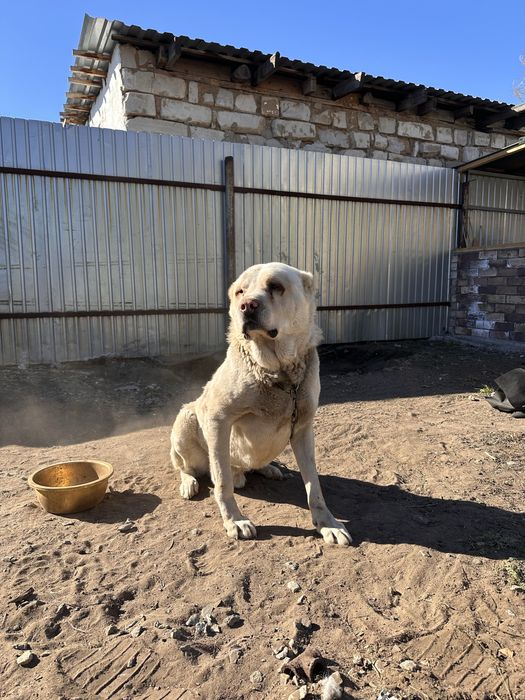 Отдам аллабая 5 лет