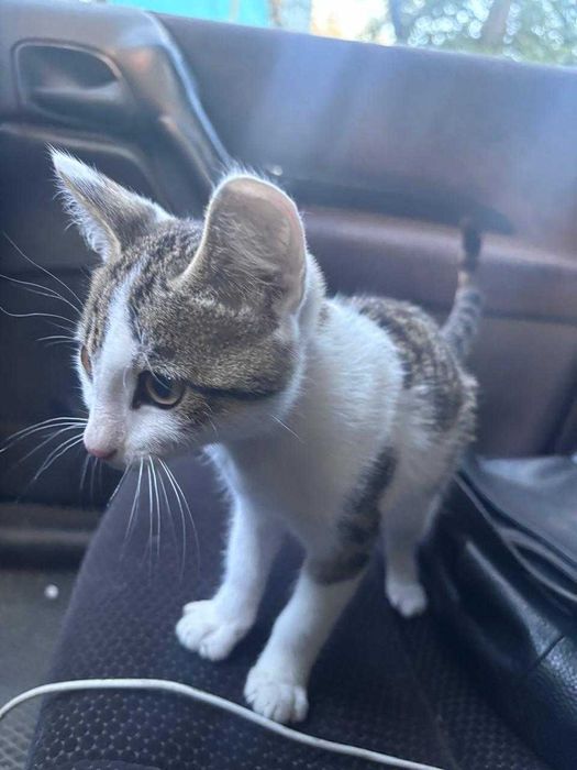 отдам в добрые руки Лелика котенок мальчик