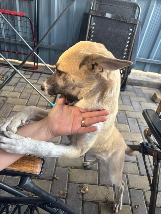 Двортерьер ищет дом