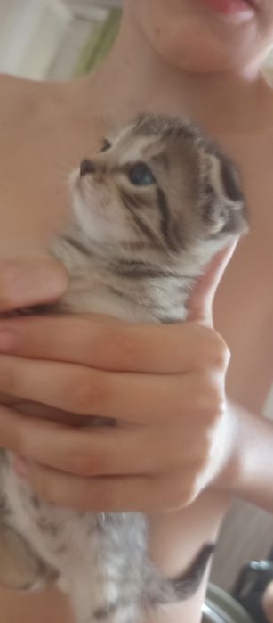 Вислоухие котята.