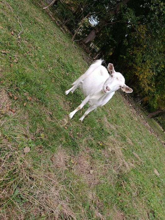 Capre tinere 2-3 ani