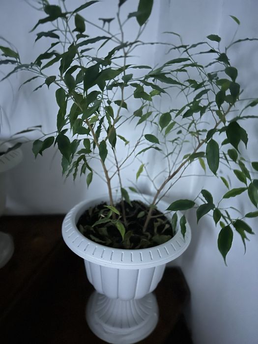 Продам комнатные цветы.