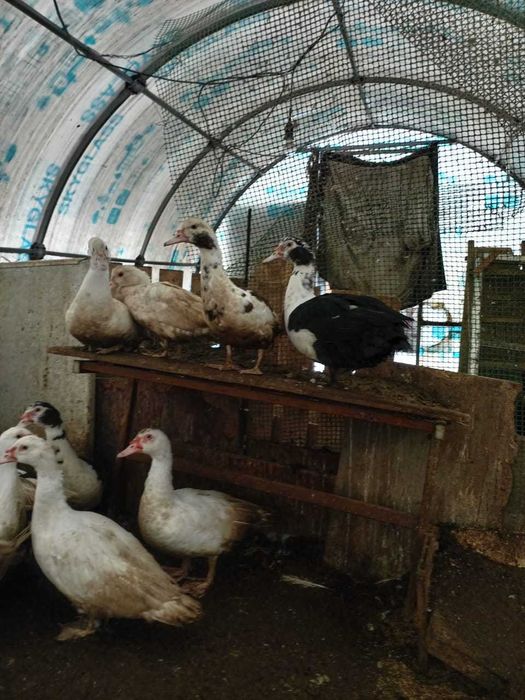 Индоутки 6 месяцев.