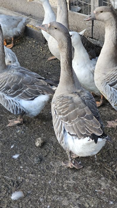 Vand  Rate  , gaini , Prepelite ,gaste, Iepuri