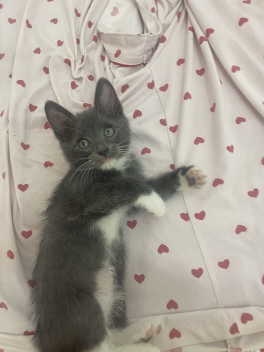 Продаютса кошки (котята)