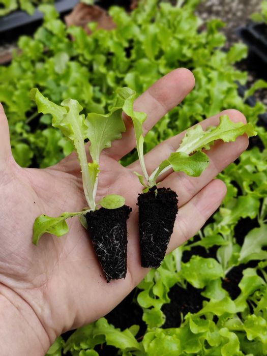 Разсад салата (маруля) Фънфикс и Маритима.