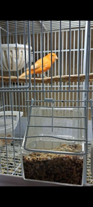 Kanarekalar sodiladi