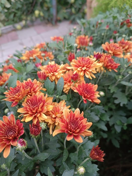 Хризантема, колокольчик