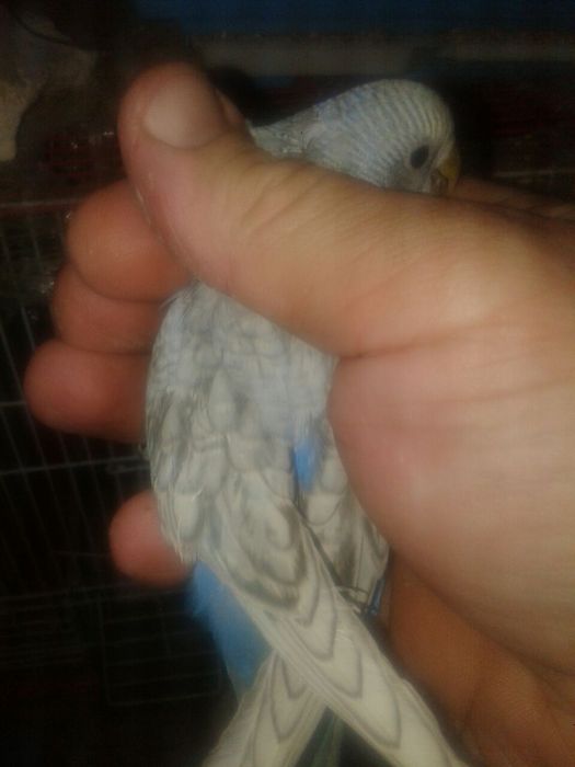 Кушлар сотилади соглом