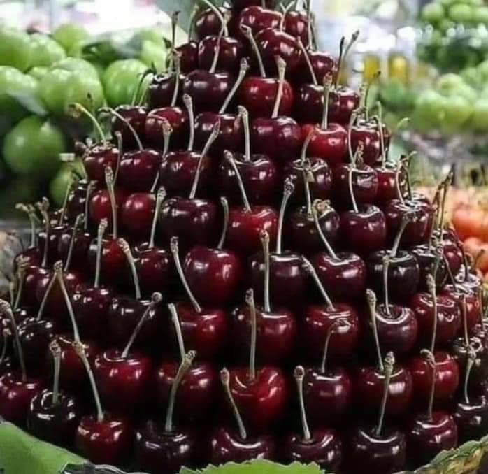 Гилос кучатлари сотувда 7