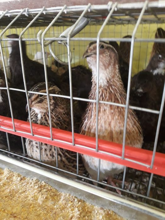 Prepelițe mixte outoare și de carne
