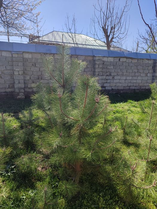 Крим сосна арчаси Хар хил катта кичиги бор