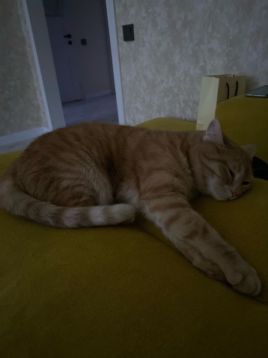 Отдам кошку в хорошие руки