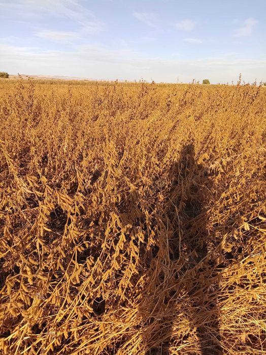 Семена соя (бобы)