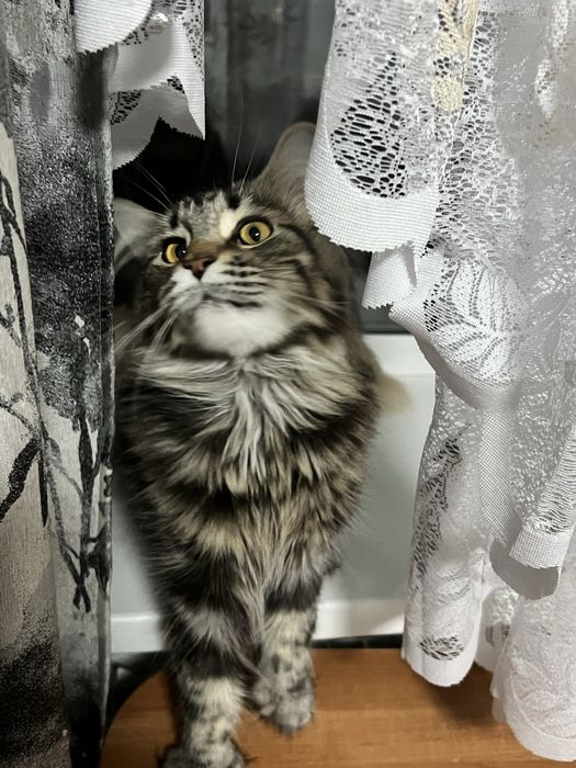 Кошка Мейн Кун полидакт