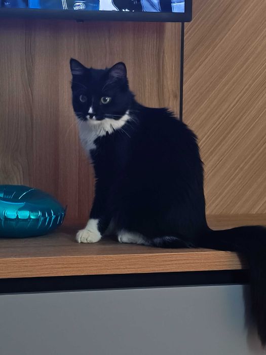 Отдам бесплатно кошечку в хорошие руки порядочным людям,