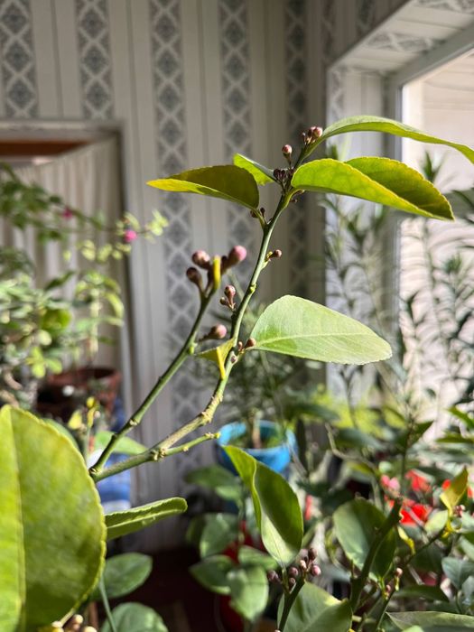 Mevaga kirgan Lemon daraxti sotiladi