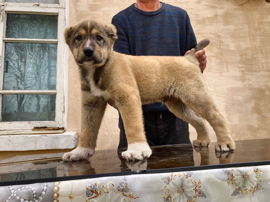 Щенок Алабая ( чистокровный )