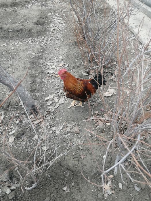 Петух красный.молодой.