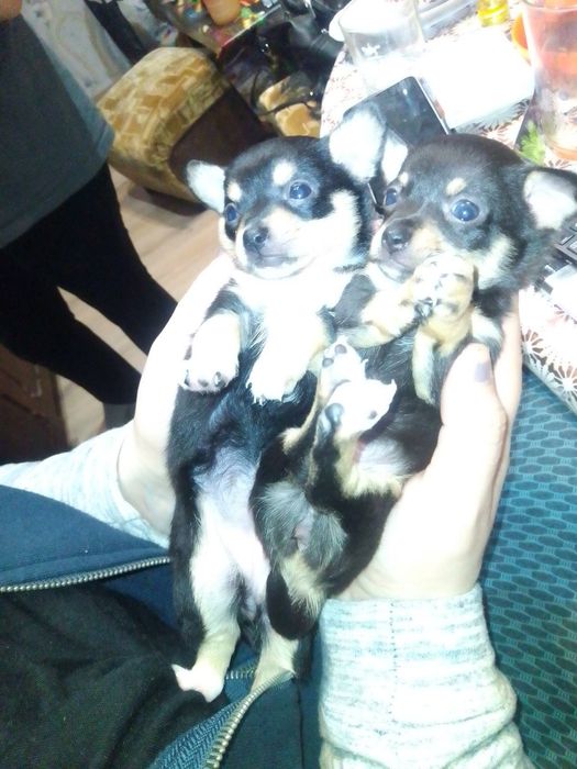 Кученца момичета