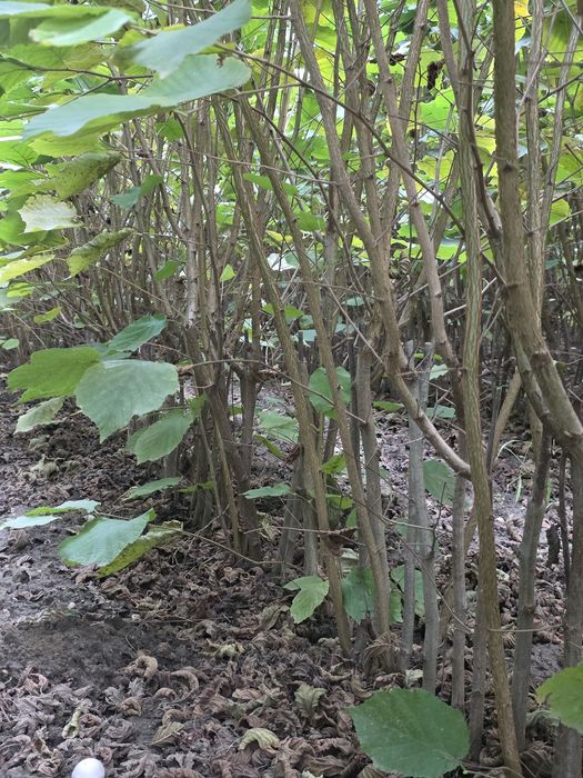 Aluni -rădăcină liberă - Bollwiler si Tonda Gentile Romana