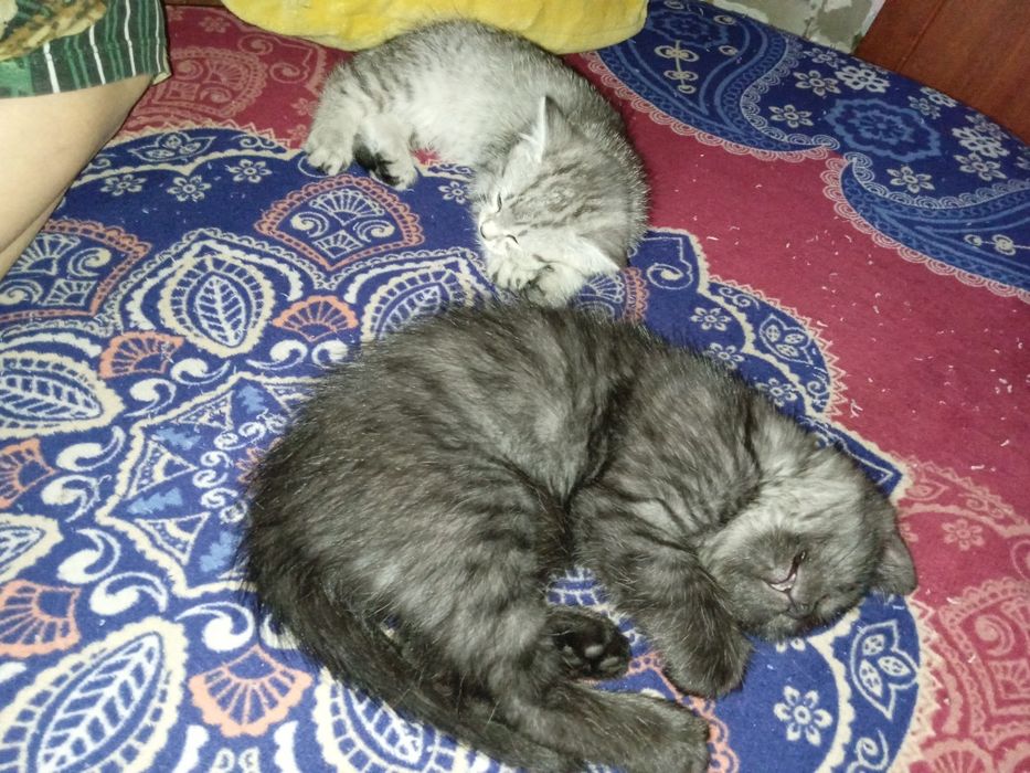 Сирайт .1 месяц .Приучены.