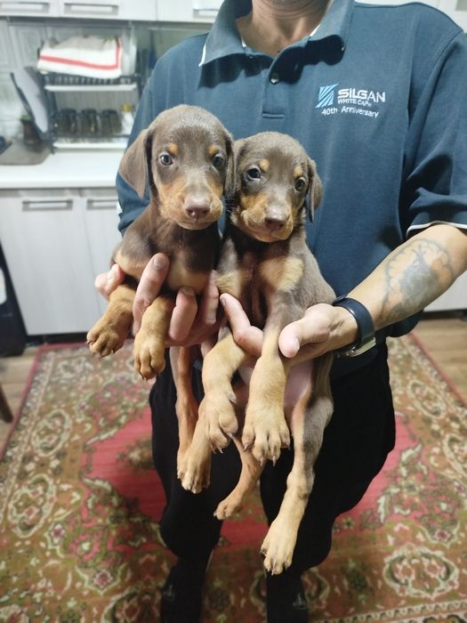 Американский+ европейский доберманы