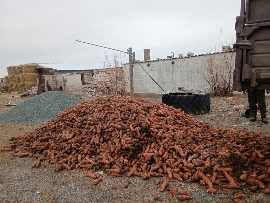 Кормовая морковь