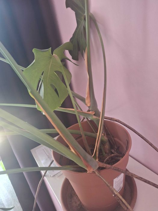 Vand monstera planta adulta