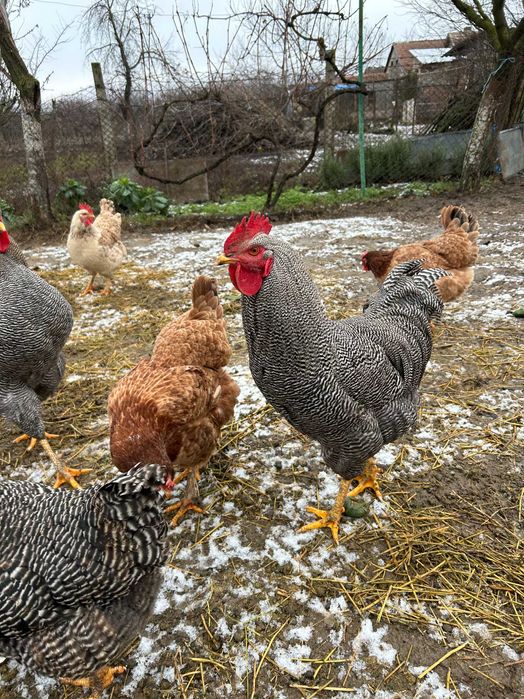 Cocoși Plymouth Rock Barat