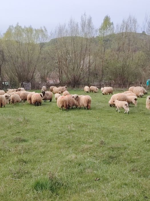 Vând 20 oi  cu lapte.