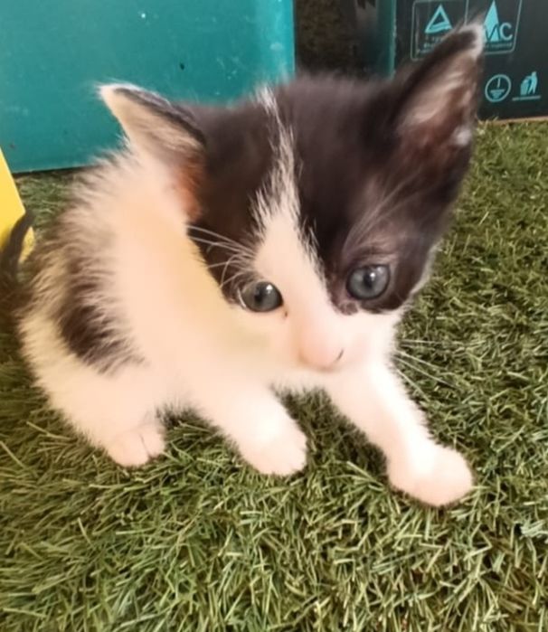 Pisoi spre adopție