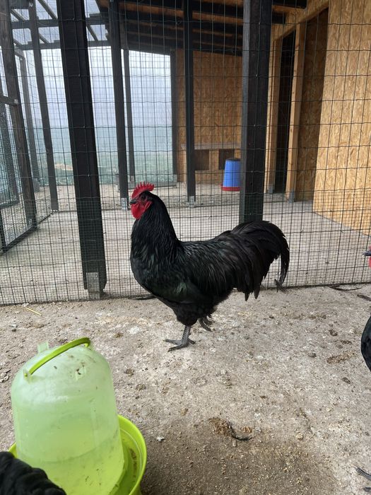 Cocoș negru australorp 2025