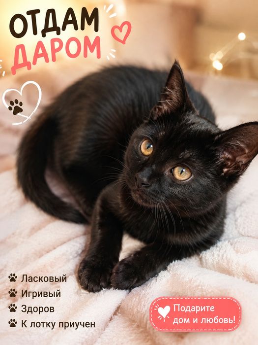 Отдам даром ласковая девочка