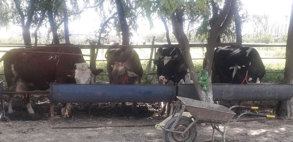 Yirik shoxli chorva mollari