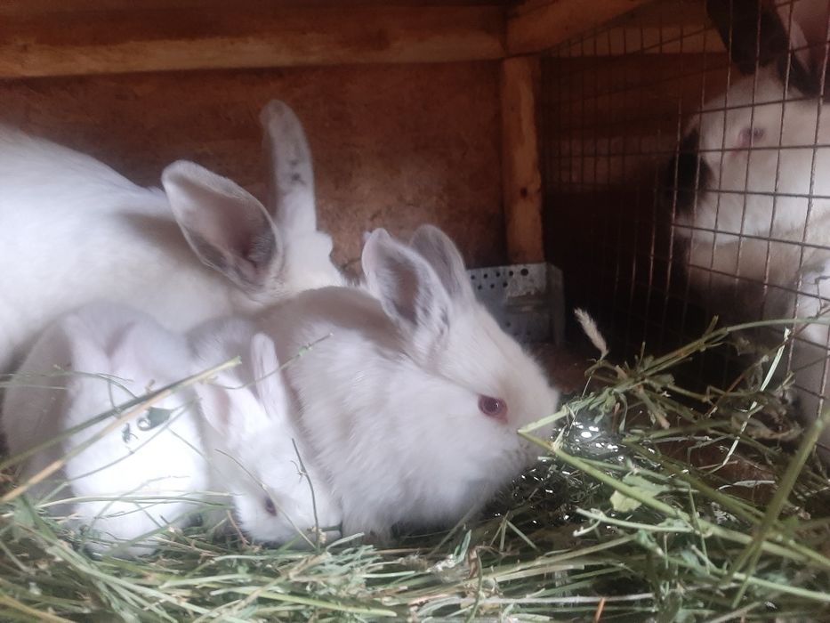 Маленькие кролики