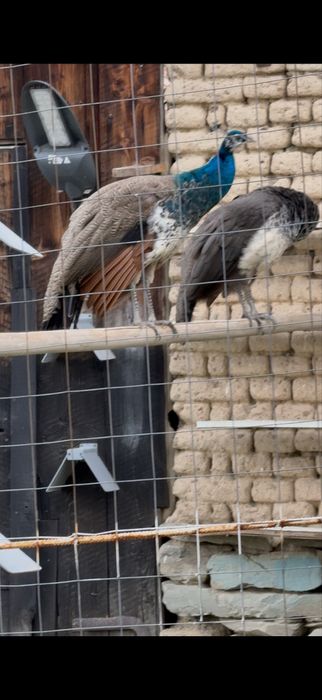 Schimb pereche pauni de anul trecut, cu gaini de rasă!