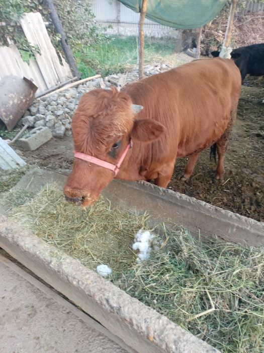 КораМоллар сотилади