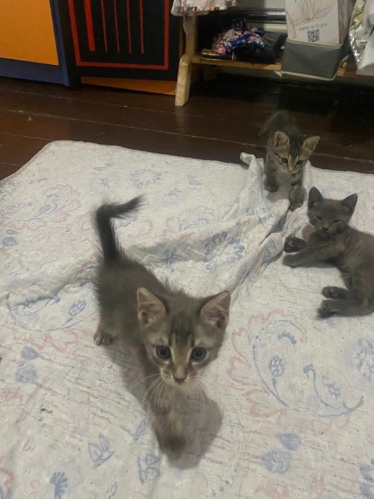 котята бесплатно